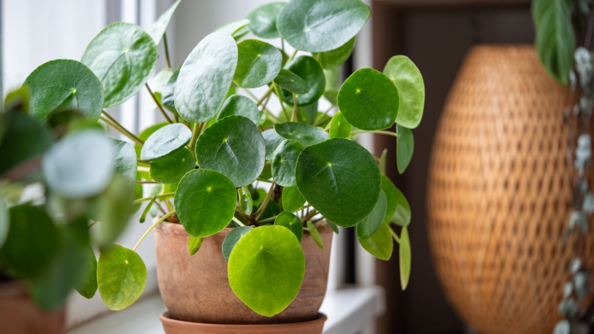 Ontdek hoe je Pilea kan gedijen met deze essentiële verzorgingstips